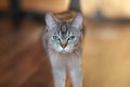 Burmilla golden cat amazing portrait Royalty Free Stock Photo