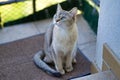 Burmilla golden cat portrait, smaragd eyes