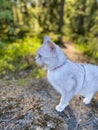 Burmilla cat in a forest Royalty Free Stock Photo