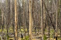 Burn Area in Yellowstone National Park, Wyoming