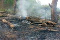 Burn dry grass, forest fire Royalty Free Stock Photo