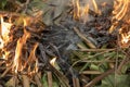 burn fire green and dry coconut tree leaf in garden, Closeup Royalty Free Stock Photo