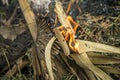 burn fire green and dry coconut tree leaf in garden, Closeup