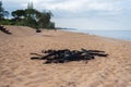 Burn out campfire on the beach Royalty Free Stock Photo