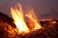 Burn rice stubble with flames