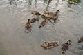 Ducks Burnaby Lake BC Canada