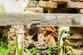 Burned Abandoned House in White Clay Creek Royalty Free Stock Photo