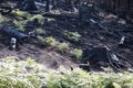 Burned black stumps and green ferns in sunlight after forest fire Royalty Free Stock Photo