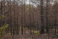 Burned black trees at the red forest in abandoned Chernobyl ghost town Royalty Free Stock Photo