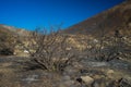 Burned Bushes in California Hills