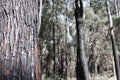 Burned, charred, bushfire tree trunk in foreground with out of focus trees in background Royalty Free Stock Photo