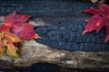 Burned and charred log detail background with several leaves Royalty Free Stock Photo