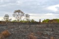 Devastation on heathland after a fire. Burnt trees, bushes, grass