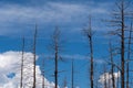 Burned, charred trees from a forest fire in Bryce Canyon Nationa Park Royalty Free Stock Photo