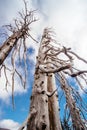 Burned dead conifer trees with hollow branches in beautiful old forest after devastating wildfire