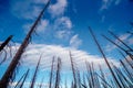 Field of burned dead conifer trees with hollow branches in beautiful old forest after devastating wildfire in Oregon