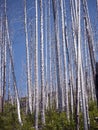 Burned down Aspen forest