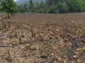 Burned down corn field