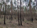Burned Down Forest . Aftermath of Fire in Burned Out Forest Royalty Free Stock Photo
