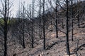 Burned down forest in Marmaris Royalty Free Stock Photo