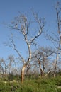 Burned down trees in the forest