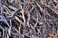 Burned dried tree branch background texture. Fire burned tree branch background Royalty Free Stock Photo