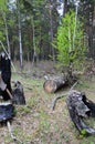 Burned and felled trees in the forest. Mismanagement and waste.