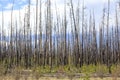 Burned forest. Fire damaged pine trees. Wildfire and climate change