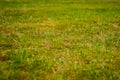 Burned fresh cut grass, blurring into background Royalty Free Stock Photo