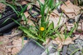 Burned garbage on soil with green grass growing throuh it