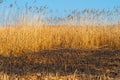 Burned grass in Vacaresti delta from Bucharest Royalty Free Stock Photo