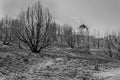 Burned Hillside of Trees BW Royalty Free Stock Photo