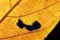 Burned Hole on leaf isolated with black background