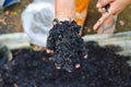 Burned husk (sekam bakar) on hand. Composting and gardening concept Royalty Free Stock Photo