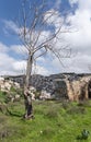 Burned lightning tree stands in the Gey Ben Hinnom Park - called in the Holy Books as the Blazing Inferno in Jerusalem city in