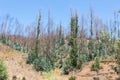 Burned and recovering eucalyptus trees in Portugal Royalty Free Stock Photo