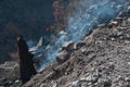 Burned remains of Canary Island pine Pinus canariensis exhaling smoke.