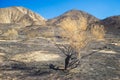 Burned Sage Brush in Savanna