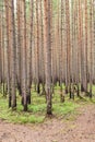 Burned stems of pines in wood Royalty Free Stock Photo
