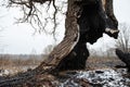 A burnt tree trunk after a fire Royalty Free Stock Photo