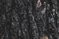 Calcined tree bark detail Royalty Free Stock Photo