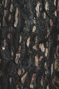 Burned tree bark Royalty Free Stock Photo