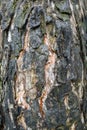 The burned tree bark. Royalty Free Stock Photo
