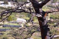 Burned tree after forest wildfire view