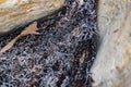 Burned tree roots and thin branches of vegetation in a common pile. Dry and lifeless black and gray fibers, ashy appearance after