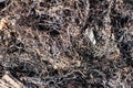 Burned tree roots and thin branches of vegetation in a common pile. Dry and lifeless black and gray fibers, ashy appearance after