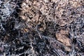 Burned tree roots and thin branches of vegetation in a common pile. Dry and lifeless black and gray fibers, ashy appearance after