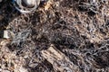 Burned tree roots and thin branches of vegetation in a common pile. Dry and lifeless black and gray fibers, ashy appearance after