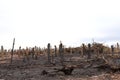 Burned tree trunks Dry dead gray tree trunks with branches after a fire, terrible fire Royalty Free Stock Photo