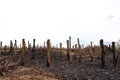 Burned tree trunks Dry dead gray tree trunks with branches after a fire, terrible fire Royalty Free Stock Photo